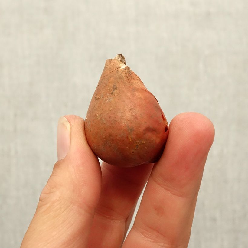 Exemplaar van Tulipa greigii Mary Ann - Greigii‑tulp Bol kaliber 12 zoals geleverd in de herfst