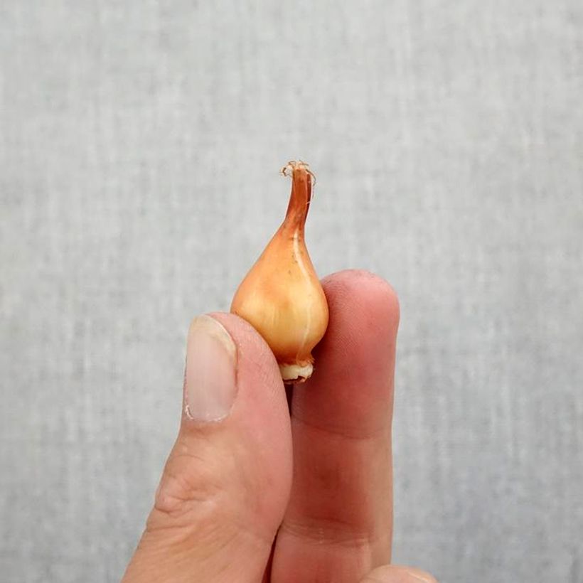 Exemplaar van Tulipa humilis var. pulchella - Dwergtulp Bol kaliber 5+ zoals geleverd in de herfst