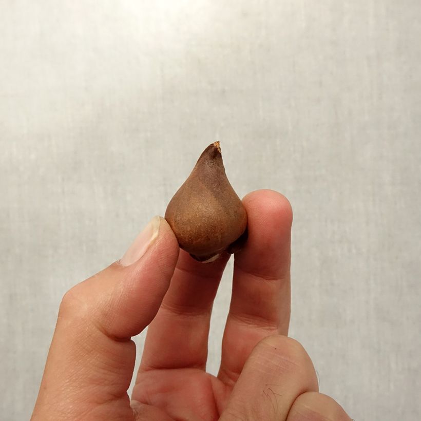 Exemplaar van Tulipa praestans Shogun - Meerbloemige tulp Bol kaliber 8+ zoals geleverd in de herfst