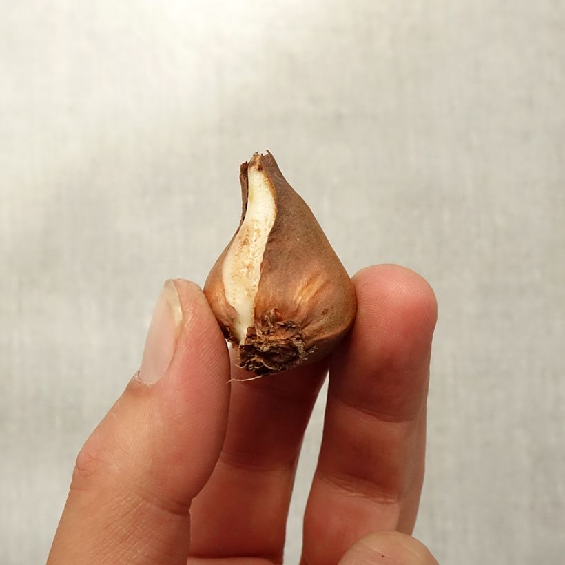 Exemplaar van Tulipa schrenkii - Botanische tulp Bol kaliber 8+ zoals geleverd in de herfst