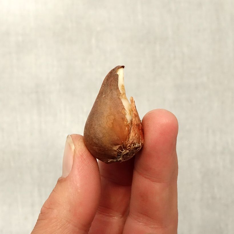 Exemplaar van Tulipa urumiensis - botanische tulp Bol kaliber 8+ zoals geleverd in de herfst