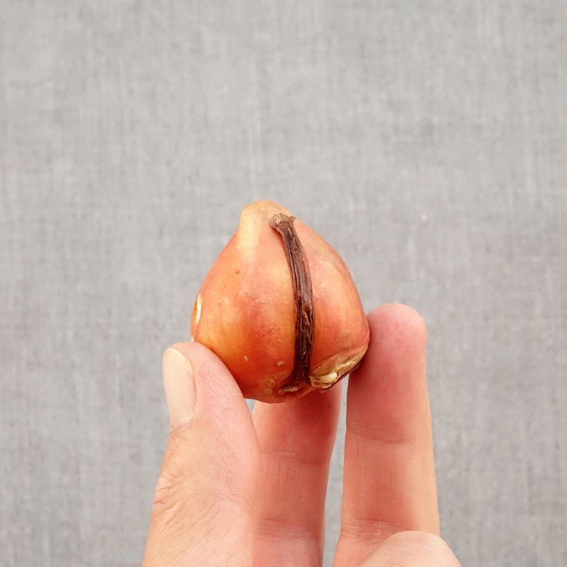 Exemplaar van Tulipa Silverstream - Darwintulp Bol kaliber 12+ zoals geleverd in de herfst