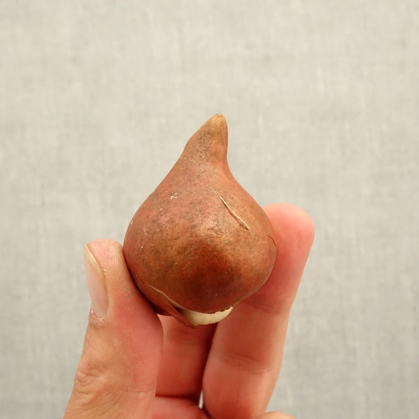 Exemplaar van Tulipa Amazing Grace - Dubbele vroege tulp Bol kaliber 12+ zoals geleverd in de herfst