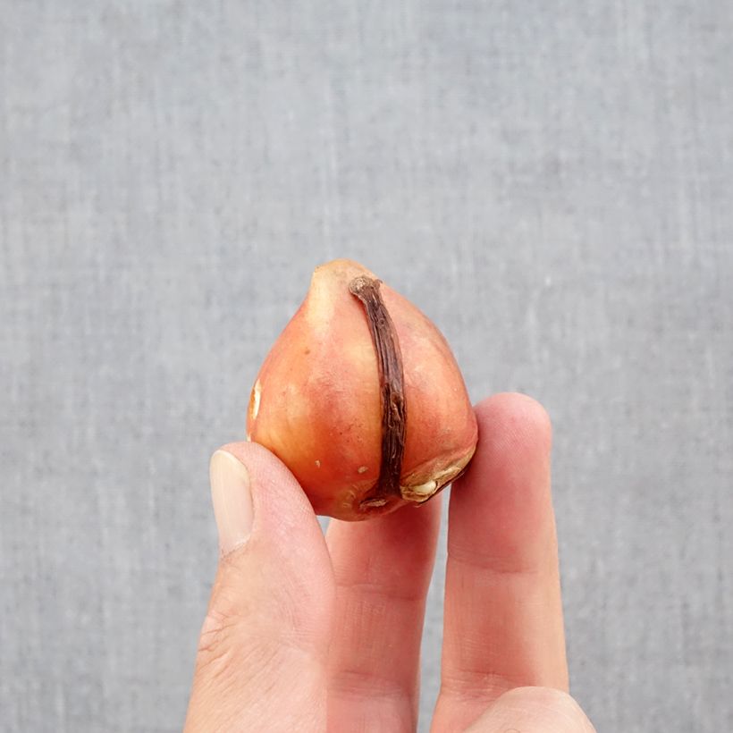 Exemplaar van Tulipa Aquilla - Dubbele vroege tulp Bol kaliber 12+ zoals geleverd in de herfst