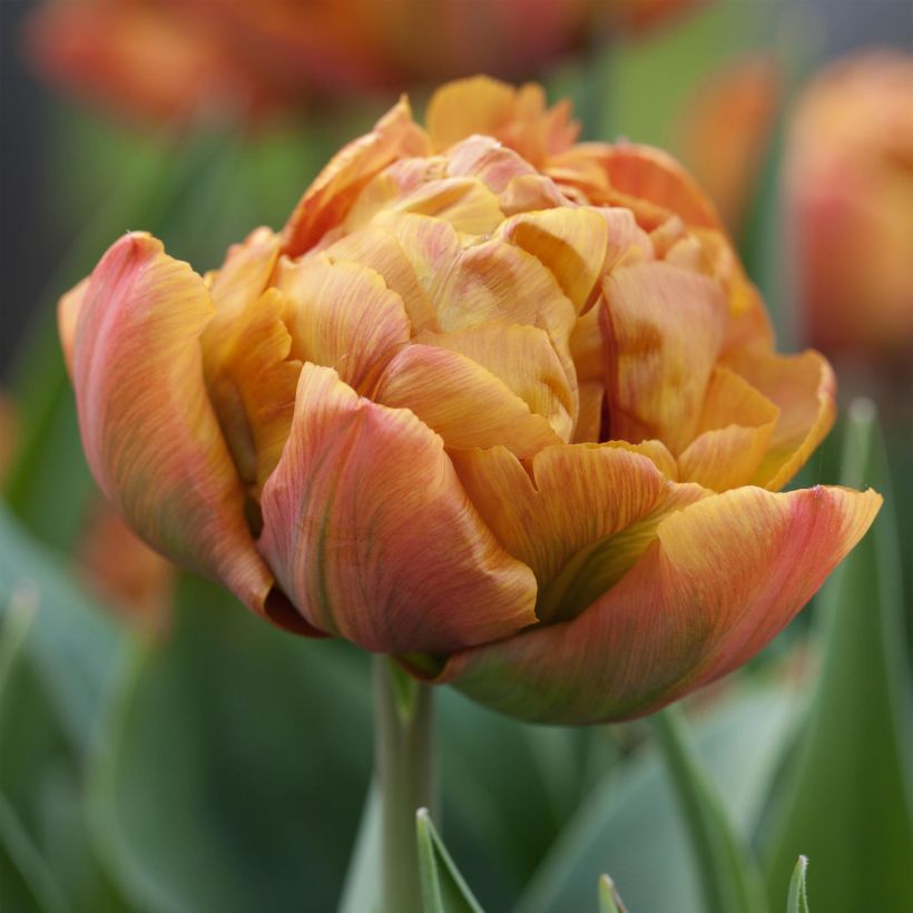 Tulipa Brownie - Dubbele vroege tulp (Bloei)