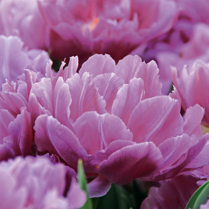 Tulipa Double Price - Dubbele vroege tulp (Bloei)