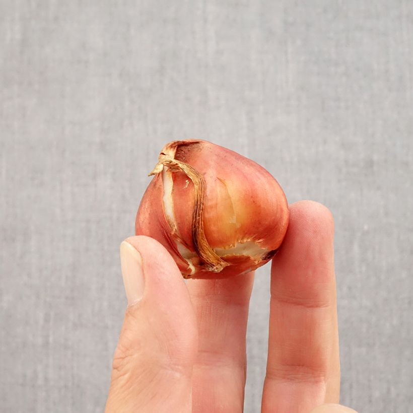 Exemplaar van Tulipa La Belle Epoque - Dubbele vroege tulp Bol kaliber 12 zoals geleverd in de herfst