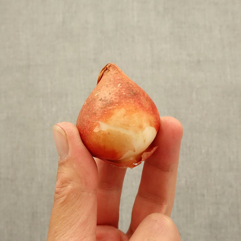 Exemplaar van Tulipa Nachwacht - Dubbele vroege tulp Bol kaliber 11 zoals geleverd in de herfst