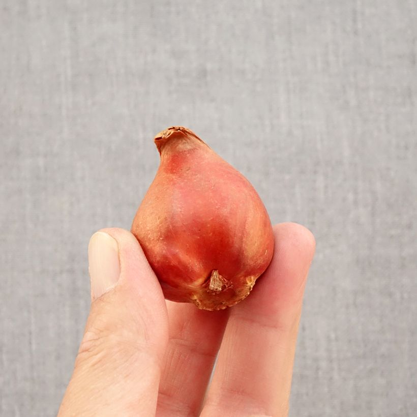 Exemplaar van Tulipa Viking - Dubbele vroege tulp Bol kaliber 11+ zoals geleverd in de herfst