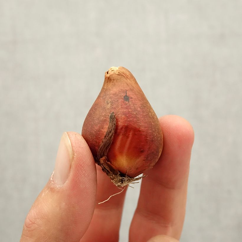 Exemplaar van Tulipa Yellow Baby - Dubbele vroege tulp Bol kaliber 10+ zoals geleverd in de herfst