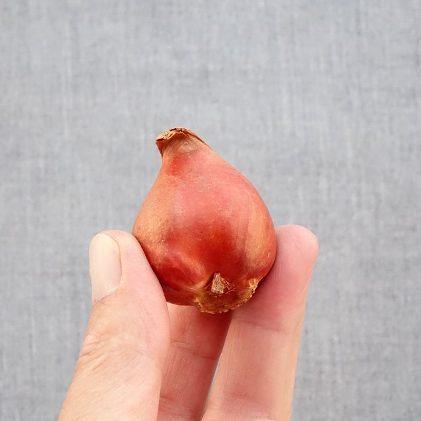 Exemplaar van Tulipa Black Hero - Dubbele late tulp Bol kaliber 11+ zoals geleverd in de herfst