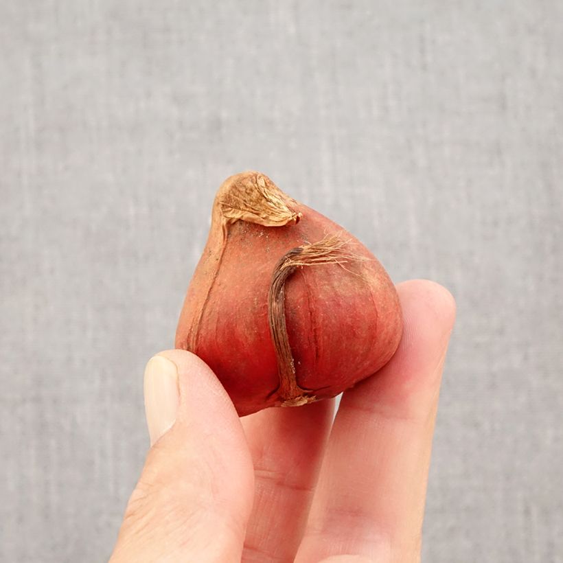 Exemplaar van Tulipa Bonanza - Dubbele late tulp Bol kaliber 11+ zoals geleverd in de herfst