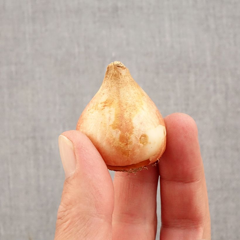 Exemplaar van Tulipa Ice Cream - Dubbele late tulp Bol kaliber 11+ zoals geleverd in de herfst