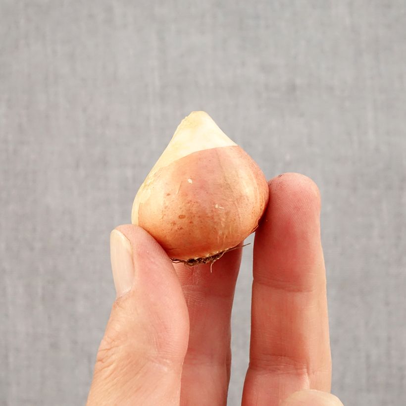 Exemplaar van Tulipa Sunset Tropical - Dubbele late tulp Bol kaliber 12 zoals geleverd in de herfst