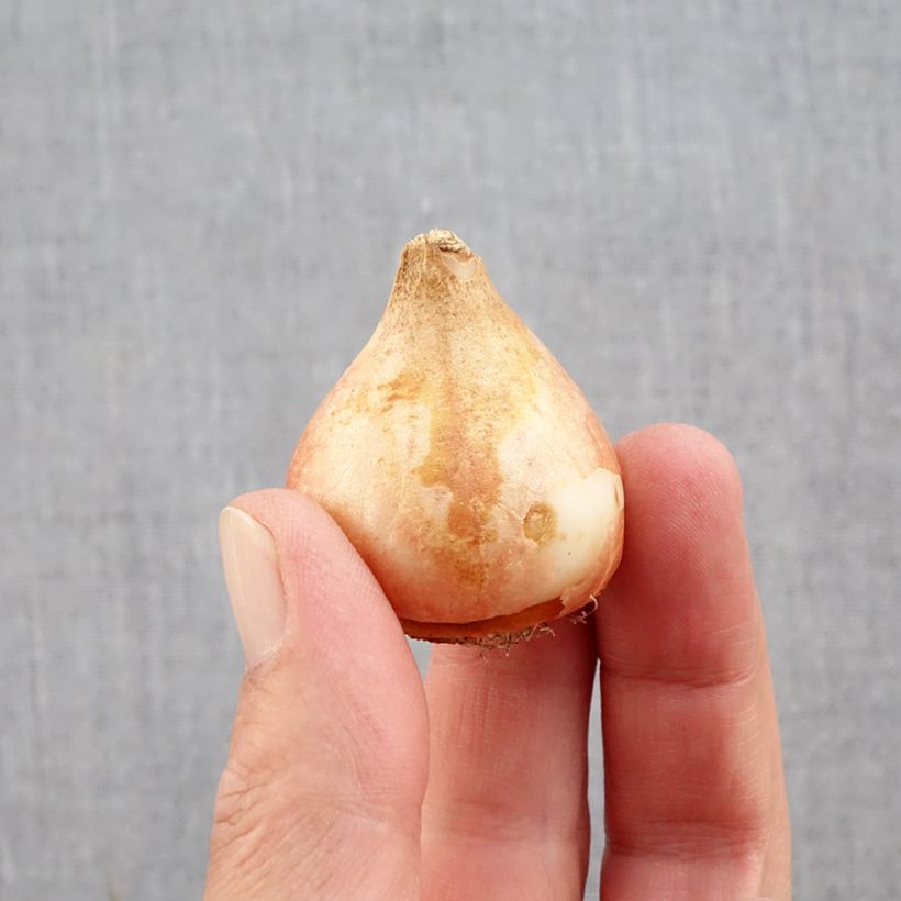 Exemplaar van Tulipa Yellow Mountain - Dubbele late tulp Bol kaliber 11+ zoals geleverd in de herfst