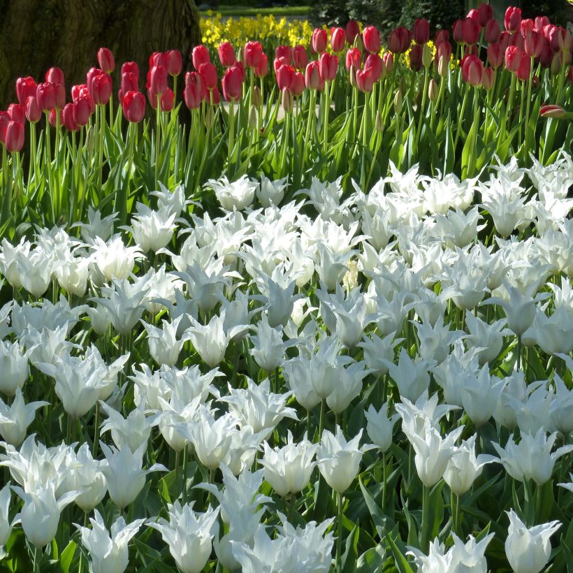 Tulipa Très Chic - Leliebloemige tulp (Bloei)