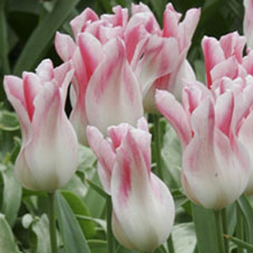 Tulipa Holland Chic - Leliebloemige tulp (Bloei)