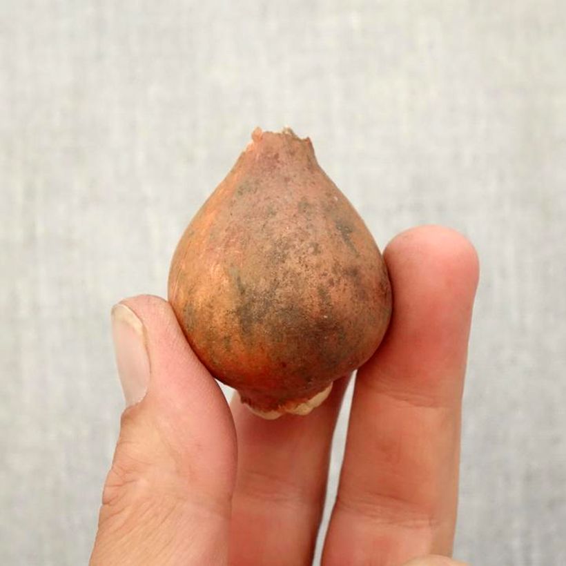 Exemplaar van Tulipa fosteriana Rosy Dream - Fosteriana-tulp Bol kaliber 12+ zoals geleverd in de herfst