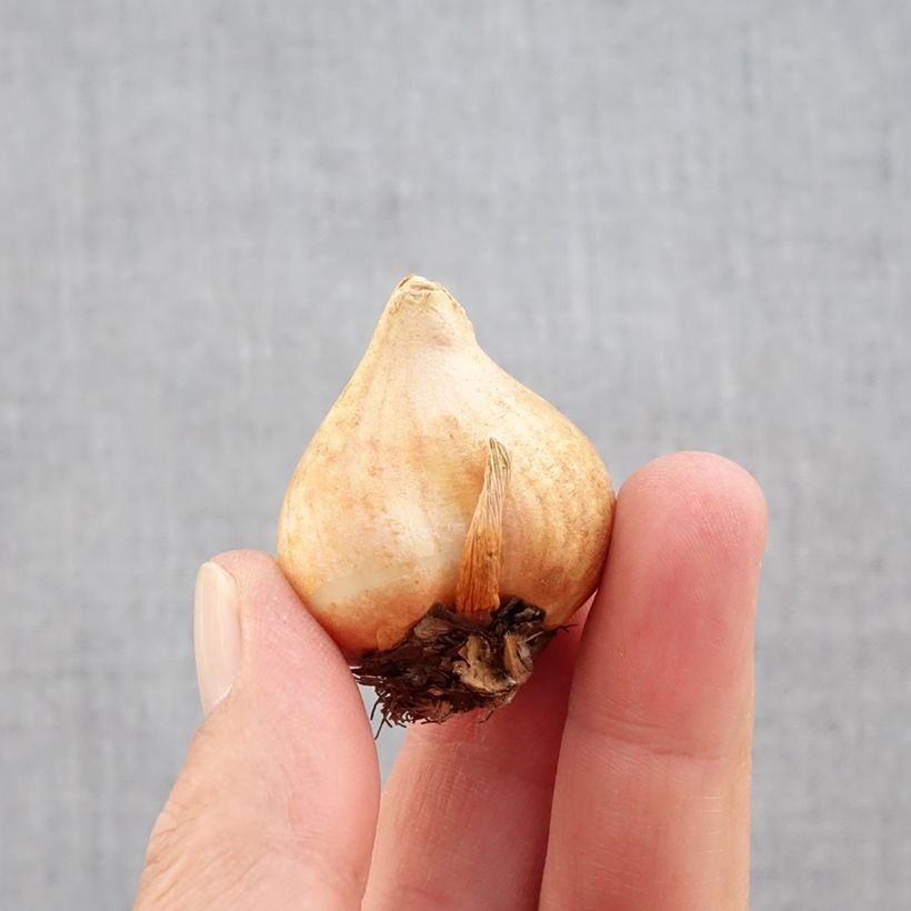 Exemplaar van Tulipa fosteriana Sweetheart - Fosteriana-tulp Bol kaliber 11+ zoals geleverd in de herfst