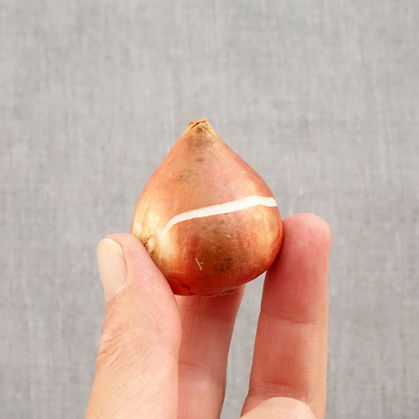 Exemplaar van Tulipa Yellow Empress - Fosterianatulp Bol kaliber 11/12 zoals geleverd in de herfst