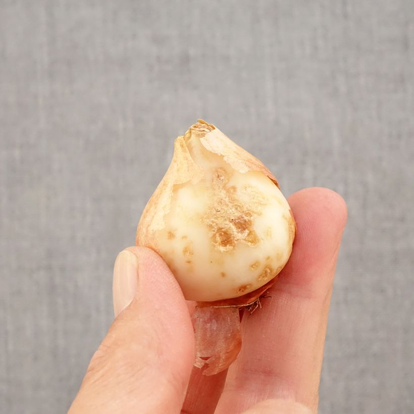 Exemplaar van Tulipa kaufmanniana Hope - Kaufmanniana tulp Bol kaliber 11+ zoals geleverd in de herfst