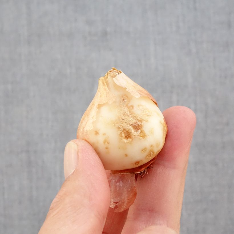 Exemplaar van Tulipa Estella Rijnveld - Papegaaitulp Bol kaliber 11+ zoals geleverd in de herfst