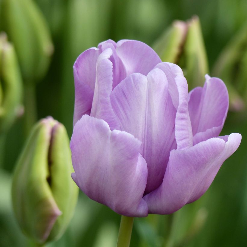 Tulipa James Last - Papegaaitulp (Bloei)