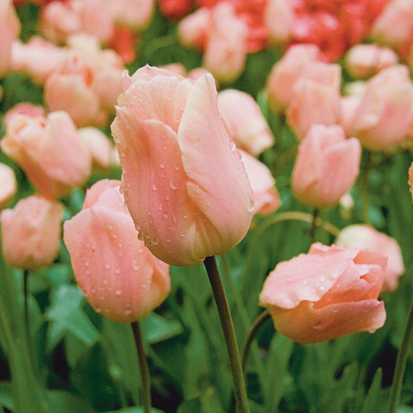 Tulipa Apricot Beauty - Vroegbloeiende enkele tulp (Bloei)