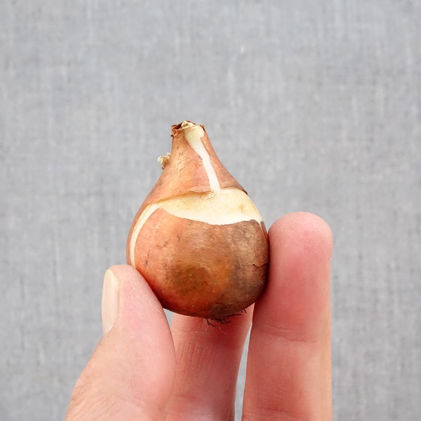 Exemplaar van Tulipa Mandy's Choice - Vroege enkele tulp Bol kaliber 11+ zoals geleverd in de herfst