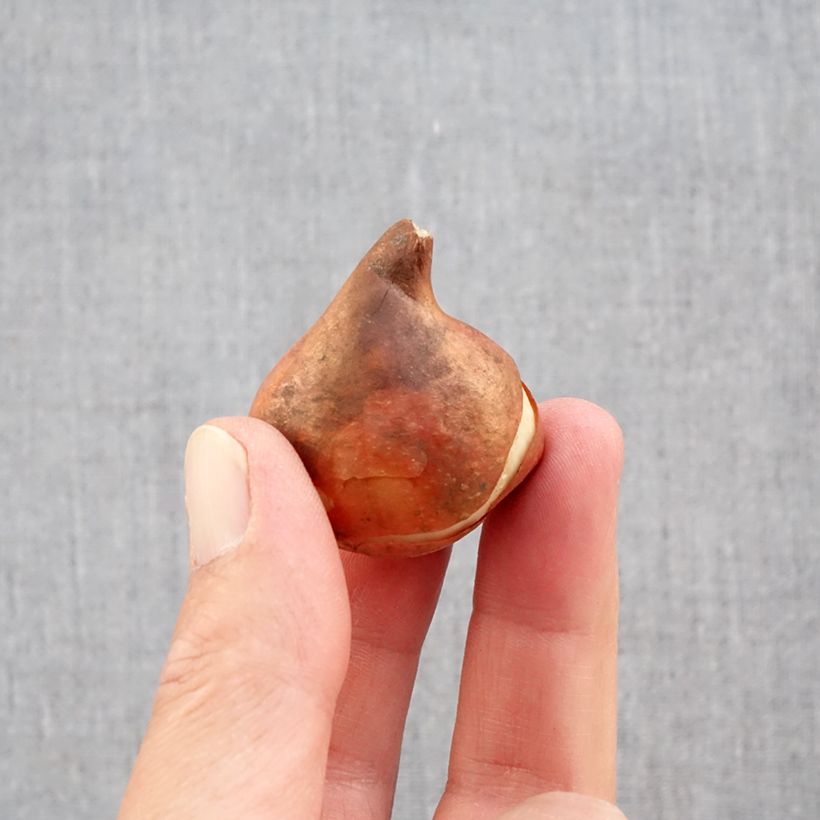 Exemplaar van Tulipa Paradiso - Vroegbloeiende enkele tulp Bol kaliber 11+ zoals geleverd in de herfst