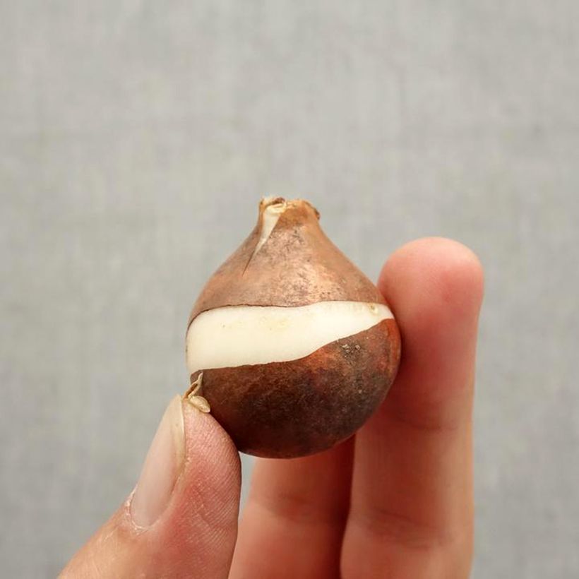 Exemplaar van Tulipa Menton - Laatbloeiende enkele tulp Bol kaliber 12+ zoals geleverd in de herfst