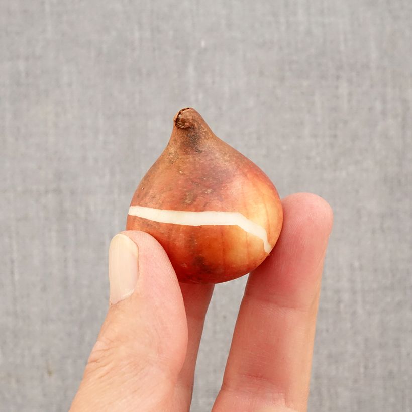 Exemplaar van Tulipa Rhapsody of Smiles - Enkele late tulp Bol kaliber 11+ zoals geleverd in de herfst