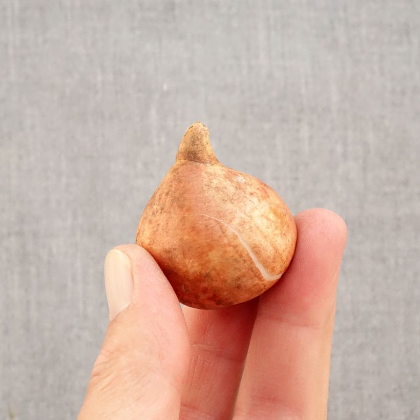 Exemplaar van Tulipa Striped Crown - Triumphtulp Bol kaliber 11+ zoals geleverd in de herfst