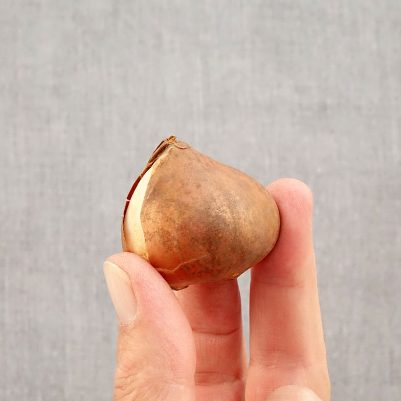 Exemplaar van Tulipe Triumph Apricot Favourite- Triumphtulp Bol kaliber 11+ zoals geleverd in de herfst