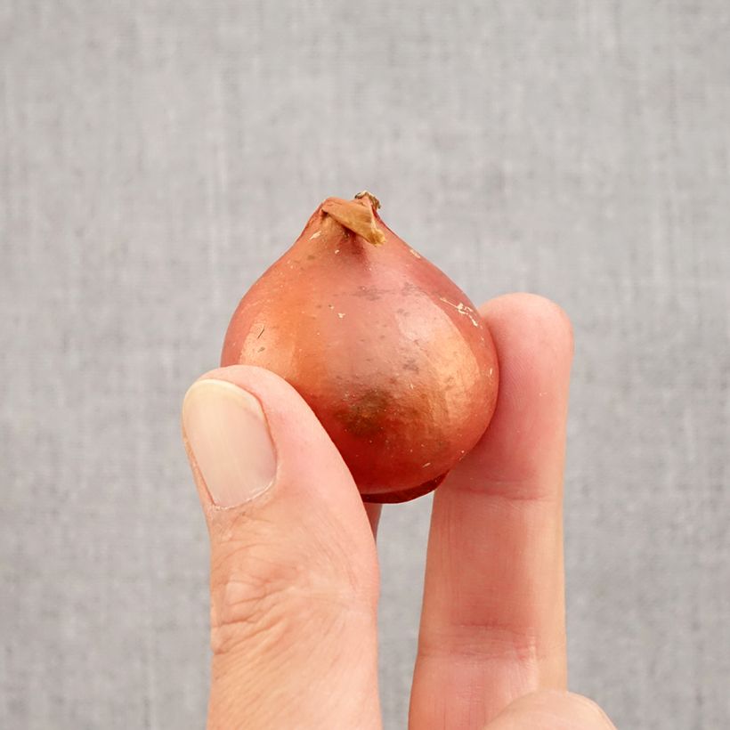 Exemplaar van Tulipe Triumph Apricot Foxx - Triumphtulp Bol kaliber 12 zoals geleverd in de herfst