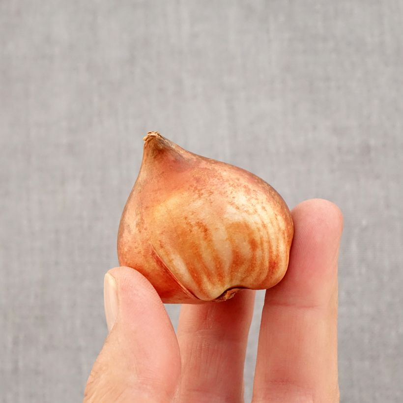 Exemplaar van Tulipe Triumph Bright Pink Lady - Triumphtulp Bol kaliber 12 zoals geleverd in de herfst