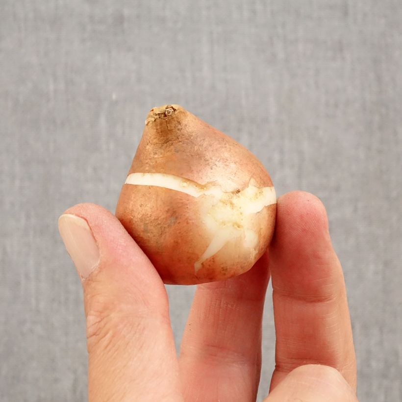 Exemplaar van Tulipa Triumph Brown Sugar - Triumphtulp Bol kaliber 12+ zoals geleverd in de herfst