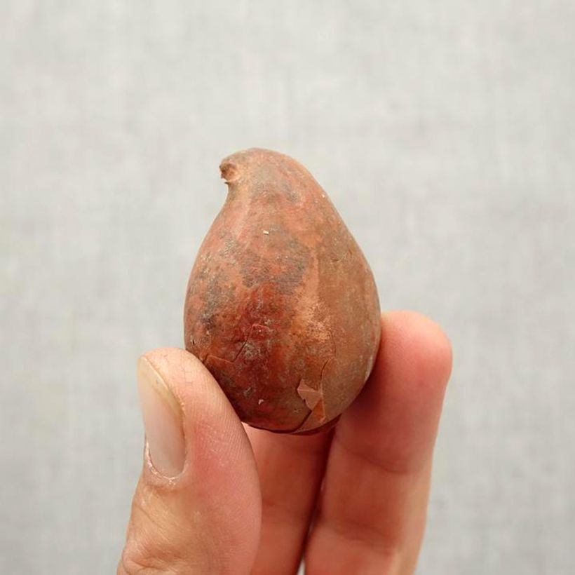 Exemplaar van Tulipe Triumph Caramba - Triumphtulp Bol kaliber 10/12 zoals geleverd in de herfst