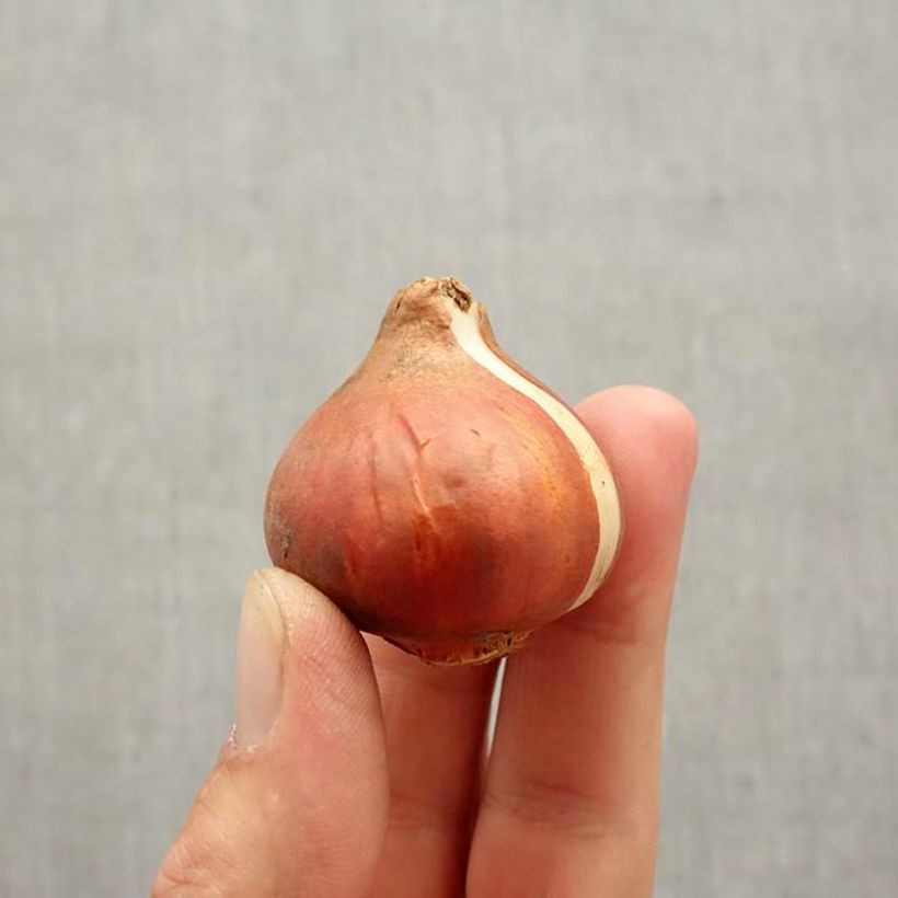 Exemplaar van Tulipe Triumph Cassini - Triumphtulp Bol kaliber 11+ zoals geleverd in de herfst