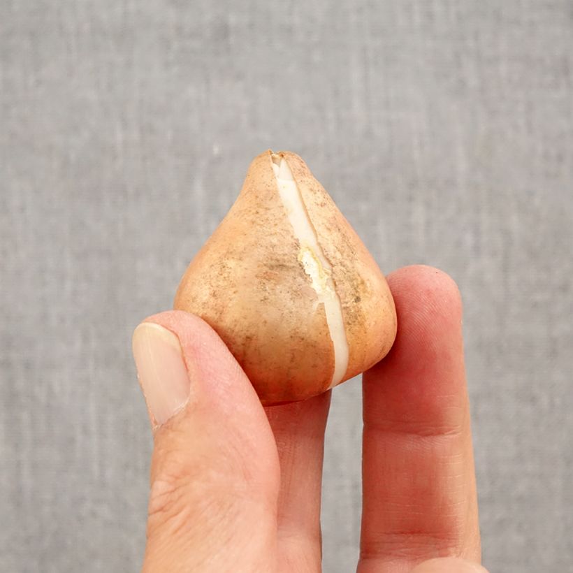 Exemplaar van Tulipa Triumph Happy Generation - Triumphtulp Bol size 11/12 zoals geleverd in de herfst