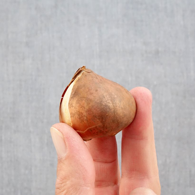 Exemplaar van Tulipa Triumph Kyoko Takahashi - Triumphtulp Bol kaliber 11/12 zoals geleverd in de herfst