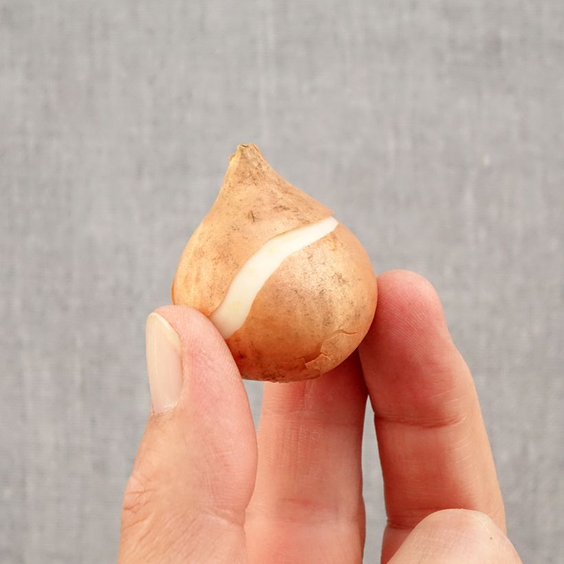 Exemplaar van Tulipe Triumph Mistress - Triumphtulp Bol kaliber 11/12 zoals geleverd in de herfst