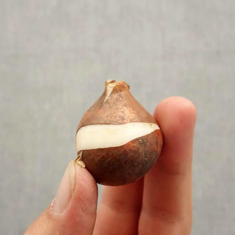 Exemplaar van Triumph-tulp Tom Pouce - Triumphtulp Bol kaliber 12+ zoals geleverd in de herfst