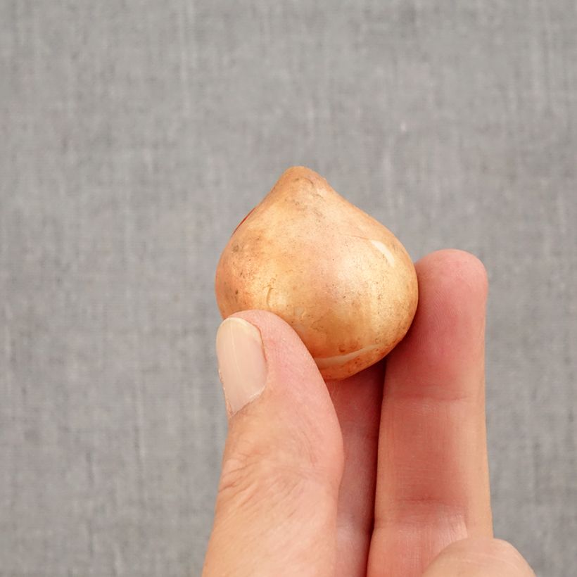 Exemplaar van Tulipa viridiflora Blushing Artist - Viridiflora tulp Bol kaliber 11+ zoals geleverd in de herfst