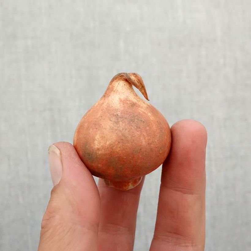 Exemplaar van Tulipa viridiflora Green Love - Viridiflora tulp Bol kaliber 11+ zoals geleverd in de herfst