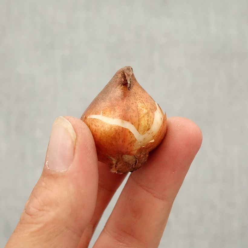 Exemplaar van Tulipa viridiflora Green River - Viridiflora tulp Bol kaliber 10/12 zoals geleverd in de herfst