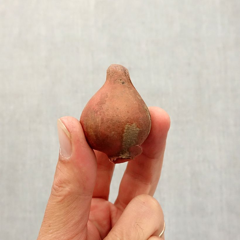 Exemplaar van Tulipa viridiflora Spring Green - Viridiflora tulp Bol size 11+ zoals geleverd in de herfst