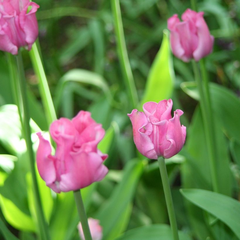 Tulipa Picture - Enkele late tulp (Bloei)