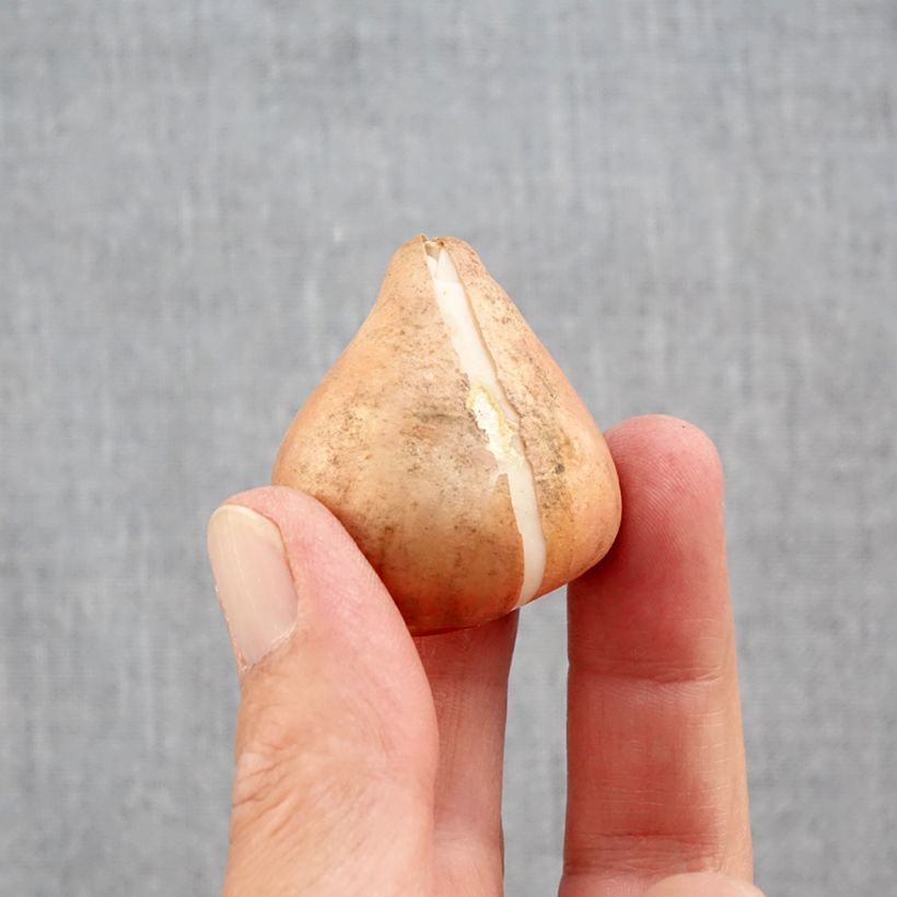 Exemplaar van Darwin tulp Mix Bol kaliber 12+ zoals geleverd in de herfst