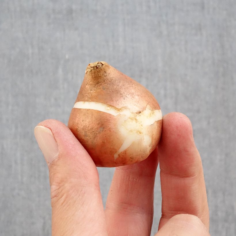 Exemplaar van Dubbele late tulpen Mix Bol kaliber 12+ zoals geleverd in de herfst